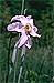 Narcissus poeticus ssp radiiflorus