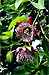 Passiflora quadrangularis
